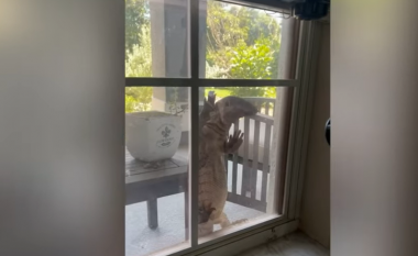 Një hardhucë gjigant ngjitet në dritaren e një shtëpie në Florida
