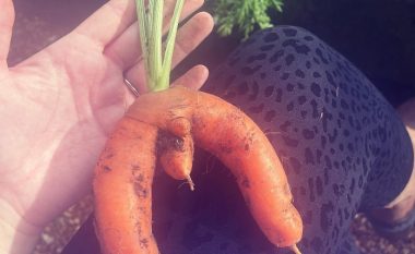 Karota me formë të pazakontë zgjon vëmendjen e rrjetit
