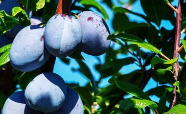 Mënyra e duhur për mbjelljen e kumbullave nga bërthama
