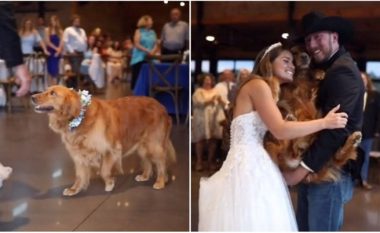 Golden Retriever iu bashkua të porsamartuarve në kërcimin e parë