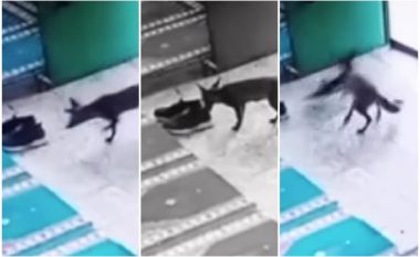 Dhelpra mori këpucën e imamit në një xhami në Turqi