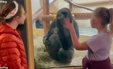 Momenti qesharak kur gorilla në kopshtin zoologjik të Kolorados u tregon ‘gishtin e mesit’ dy motrave ndërsa nëna e filmon momentin