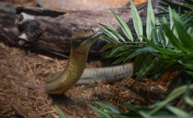 Mbyllet kopshti zoologjik në Suedi pasi një kobra e ‘zgjuar’ largohet nga ku ishte e mbyllur