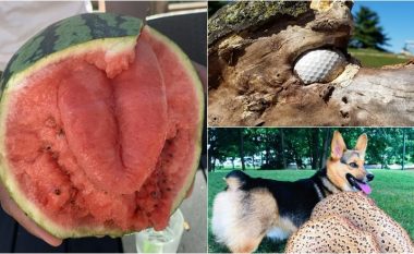 14 fotografi që tregojnë se natyra ka gjithmonë diçka të mahnitshme për ju