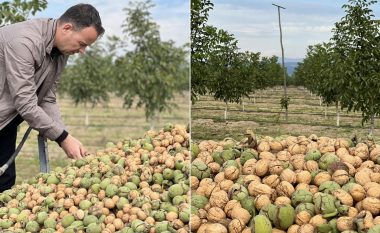 Ministri Peci shpall arrën e lajthinë produkte strategjike: Nga 15 hektarë të mbjella, për bujkun nga Theranda rendimenti ishte 10 tonë