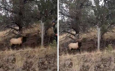 Policia në Oregon e shpëton drerin ‘agresiv’ nga gardhi me tela me gjemba