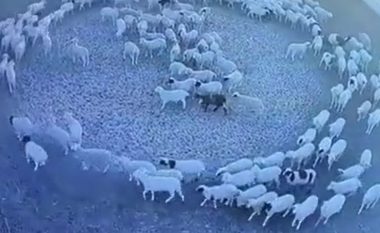 Pamjet që shtangën njerëzit – delet lëvizën në mënyrë rrethore për 12 ditë në Kinë