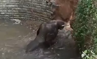 Autoritetet në Indi shpëtojnë elefantin që u bllokua në pus