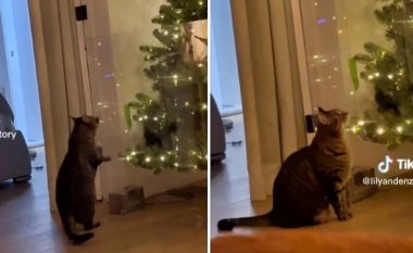 Si të parandaloni që kafshët shtëpiake të rrëzojnë pemën e Krishtlindjes