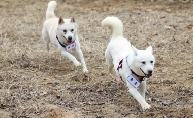 Qentë e dhuruar nga lideri i Koresë së Veriut vendosen në një kopsht zoologjik të Koresë së Jugut