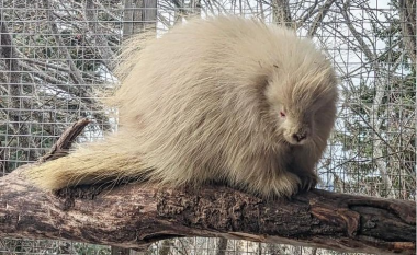 ‘Ferrëgjati albino’ shpëtohet nga një strehimore në British Columbia