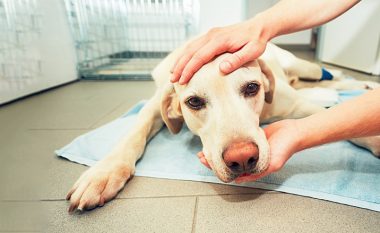 Pse qentë kërcëllijnë dhëmbët dhe kur duhet t’i çoni te veterineri?