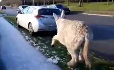 Lidhi me litar gomarin dhe e tërhoqi zvarrë me veturë nëpër rrugë, irlandezja i del në ndihmë kafshës