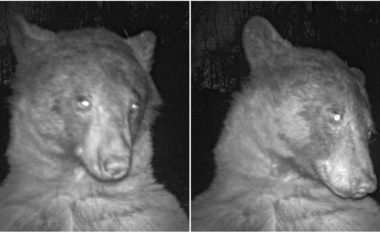 Ariu ‘bëri’ mbi 400 selfie me një aparat fotografik