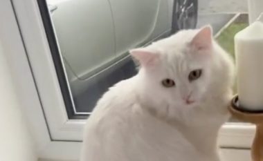 Macja e shurdhër nuk e kontrollon dot mjaullimën – kafsha bëhet hit në internet