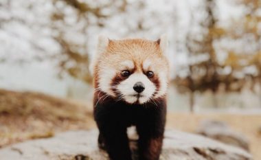 Panda e kuqe arratiset nga strofulla e vet në Kopshtin Zoologjik të San Diegos
