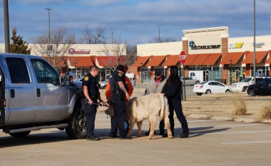 Lopa e arratisur viziton një restorant në Oklahoma