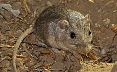 Miu në kopshtin zoologjik të San Diegos besohet të jetë më i moshuari në botë në moshën 9-vjeçare