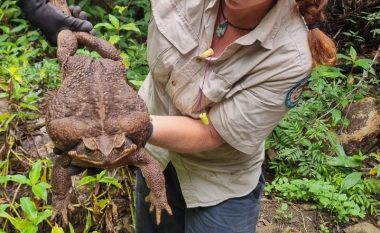 Një bretkosë ‘gjigante’ është gjetur në Australi, peshon 2.7 kilogramë