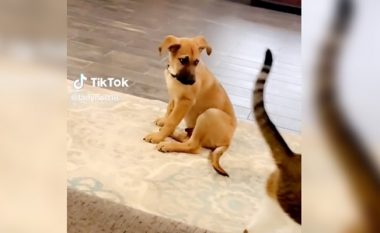 Qeni ndjenë erën e maces – reagimi i tij bëhet epik