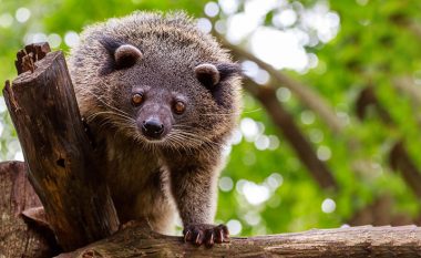 Binturong, i pazakontë – nuk është as ari, as mace