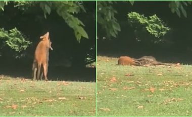 Dy kangurë janë filmuar teksa “grindeshin duke përdorur forcën” pas një shtëpie në Queensland, Australi