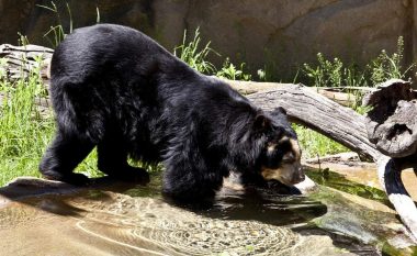 Ariu arratiset nga rrethojat e kopshtit zoologjik të St. Louis në Missouri për herë të dytë brenda muajit