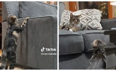 Macja sheh për herë të parë një tjetër mace, reagimi i saj është bërë hit