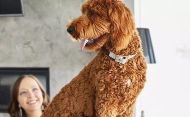 A keni dëgjuar për racat doodle? Ne ju prezantojmë racat e reja të qenve që kanë një gjë të përbashkët!