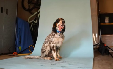 Gjuha e një qeni nga Arizona është cilësuar si më e gjata në botë nga Guinness World Records
