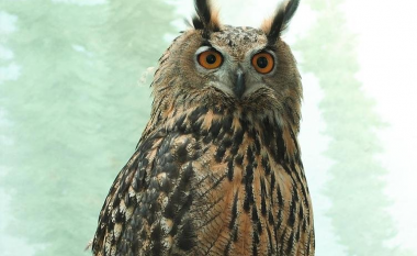 Flacos, bufi që u arratis nga kopshti zoologjik Central Park e fiton lirinë e tij