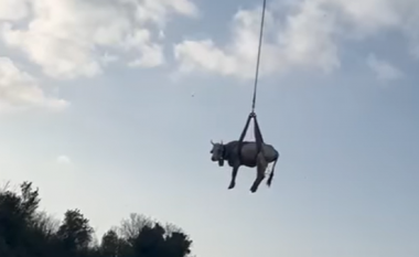 Autoritetet në Itali transportojnë lopën me helikopter pasi përfundoi në një anë të liqenit