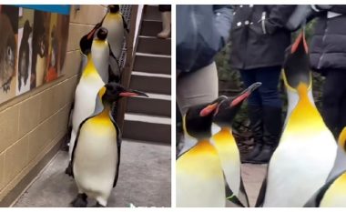 Pinguinët me skenë qesharake sikur në filmat vizatimorë
