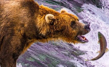 Fotografi të mahnitshme: Arinjtë “peshkojnë” për salmon në lumenjtë e Alaskës