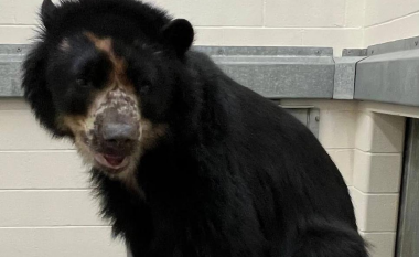 Ariu i cili u arratis dy herë brenda kopshtit zoologjik të Misurit do të zhvendoset në shtëpinë e tij të re në Teksas