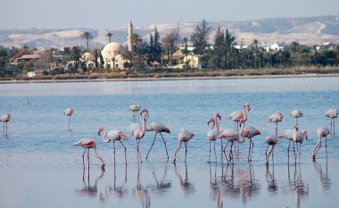Ku shkojnë flamengot: Parajsa në Evropë, përsosmëri për zogjtë që magjepsin me elegancë
