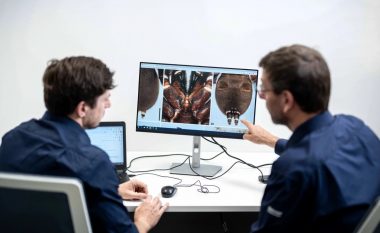Një specie e re merimangash gjigante që ndërtojnë “dyer të kurthit” për insektet është gjetur në Australi