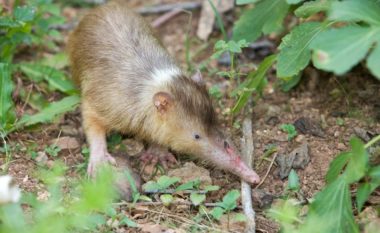 Lloji i tij i mbijetoi meteorit që zhduku dinozaurët: Një gjitar i pazakontë dhe helmues i Karaibeve