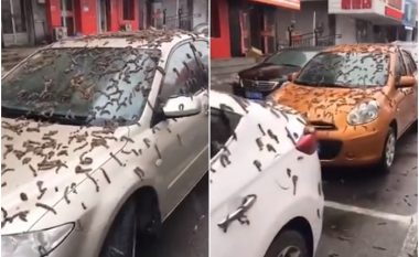 Si është e mundur? Në Pekin bie ‘shi me krimba’, nxiten teori në internet për fenomenin e çuditshëm