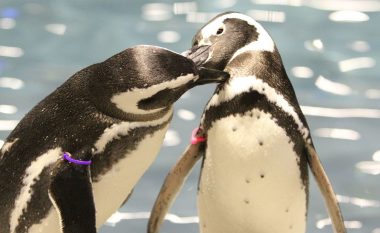 Çdo ditë, pinguinët deklarojnë me zë të lartë dashurinë për partnerin e tyre dhe kërcejnë me lumturi
