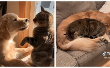 Pronarja adoptoi në të njëjtën kohë qenin dhe macen: Mendova se gabova