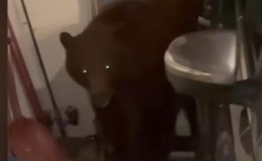 Çifti amerikan gjeti në orën 2 të mëngjesit një ari në garazhin e tyre