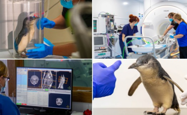 Ky është pinguini i parë në botë që ka bërë një skanim MRI, pasi tundej shumë kur ecte