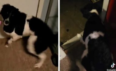 Qeni donte të dilte për një shëtitje, por më pas kuptoi se po binte shi – reagimi i tij është bërë hit