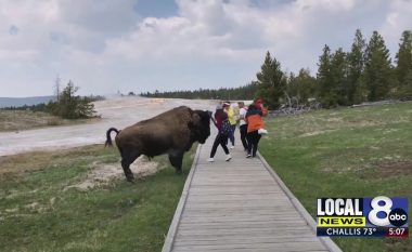 Deshi ta prekë dhe të bëjë selfie, turistja për pak sa nuk e pëson nga bizoni në parkun Yellowstone