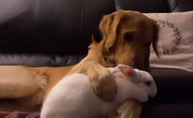 Një video që shkrin edhe zemrat më të ftohta: Retrieveri i artë duke përkëdhelur një lepur