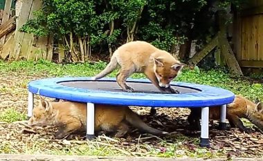 Një grua ka shpërndarë një video që tregon tetë të vegjlit e dhelprës që kërcejnë në një trampolinë në kopshtin e saj