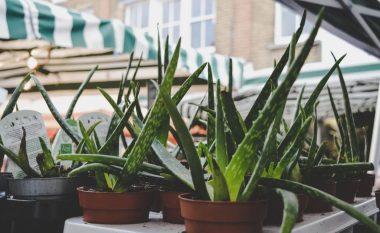 Aloe vera, bima tërheqëse që përshpejton shërimin e plagëve, pastron lëkurën, ul sheqerin në gjak