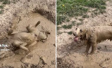 Qeni tronditi pronarin gjatë një shëtitjeje: Nga qetësia e pastër u hodh në baltë