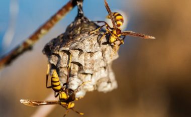 Si të shpëtoni një herë e mirë nga invadimi i grerëzave në tarracë – pa pesticide dhe pa helme